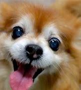 Image result for Happy Dawg