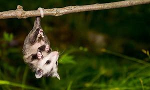 Image result for Animals That Hang Upside Down