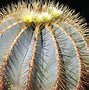 Image result for Barrel Cactus with Flower