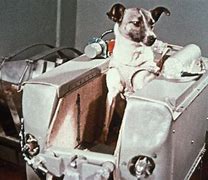 Image result for 1st Dog in Space