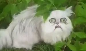 Image result for White Cat Cloud Meme