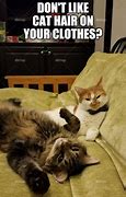 Image result for Cat On Sofa Meme