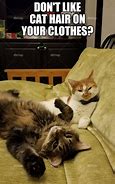 Image result for National Cat Couch Meme