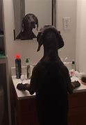 Image result for Dog with Phone Meme in Mirror