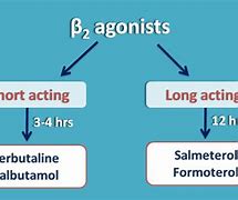 Image result for Beta 2 Adrenergic Agonists Effect
