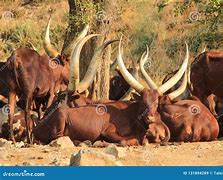 Image result for Cattle in Uganda