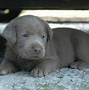 Image result for Too Cute Labrador Puppies
