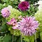 Image result for Dahlia Micks Peppermint