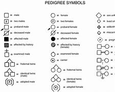 Image result for Pedigree Chart Key
