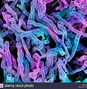 Image result for zctinomices