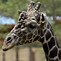 Image result for Zoo Animals Giraffe