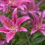 Image result for Types of Lily Plants