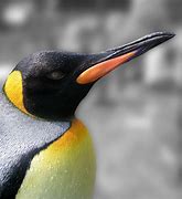 Image result for Penguin Head