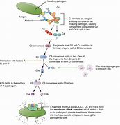 Image result for Pathway Infographic