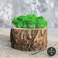 Image result for Flower Pot Moss