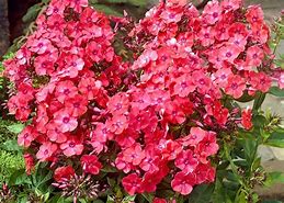 Image result for Phlox Orange Perfection (Paniculata-Group)