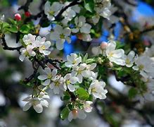 Image result for Apple and Cherry Blossoms