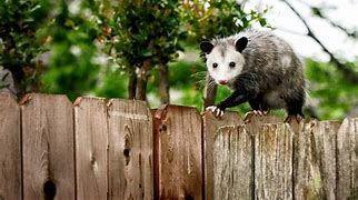Image result for Don't Touch My Garbage Possum
