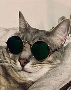 Image result for Cool Cat with Shades