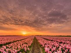 Image result for Fond D'écran Pink