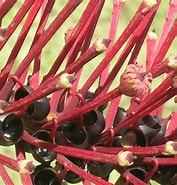 Image result for Neopseudocapitella brasiliensis. Size: 177 x 185. Source: www.plantsystematics.org