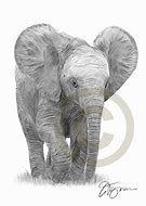 Image result for A Baby Elephant Drawing