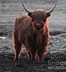 Image result for Longhorn Cattle Stampede