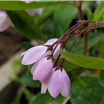 Image result for Sollya heterophylla Pink