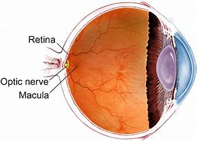 Image result for Imagini Retina Biologie
