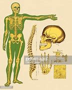 Image result for Human Skeleton ClipArt