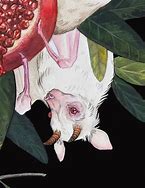 Image result for Albino Fruit Bat Drawing