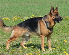 Image result for Different Types German Shepherd