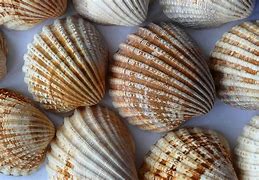 Image result for Seashells