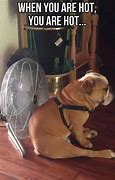 Image result for Dog Stay-Cool