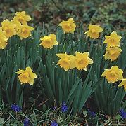 Image result for Narcissus Classic Garden