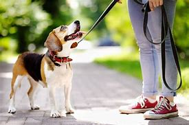 Image result for Dog Walking