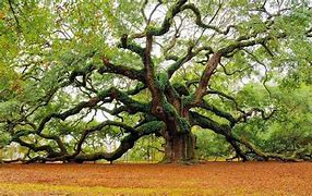 Image result for Magnificent Trees