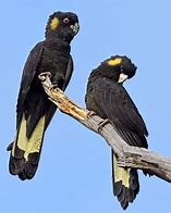 Image result for black cockatoos facts