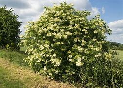 Image result for Czarny Bez Krzew