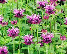 Image result for Monarda Aquarius