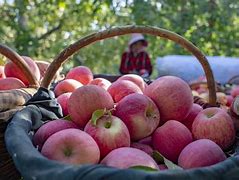 Image result for Apple Leaves China