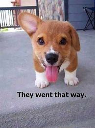Image result for AW Puppy Meme