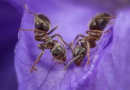 Image result for Zoolander for Ants
