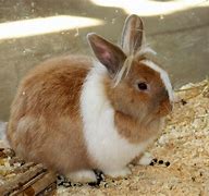 Image result for Cutest Bunny Ever