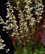 Image result for Heuchera sanguinea Alba