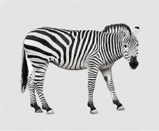 Image result for QR Code Zebra Pattern