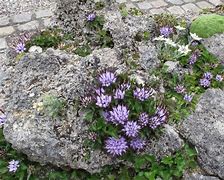 Image result for Physoplexis comosa