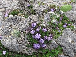 Image result for Physoplexis comosa