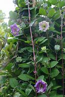 Image result for cobaea_scandens