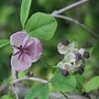 Image result for Chocolate Vine
